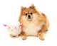 FuzzYard Dog Toy - Bahh Bara