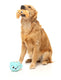 FuzzYard - Dog Toy Croissant & Cappuccino