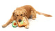 FuzzYard - Dog Toy Avocado & Toast