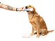 FuzzYard - Dog Toy Fetch My Slippers & Paper