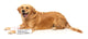 FuzzYard - Dog Toy Fetch My Slippers & Paper