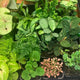Terrarium Plant - Indoor Plant Assorted 8-11cm