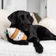 Zippy Paws NomNomz Puppaccino