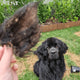 Kirby Pet Treats - Don't Be Boaring Boar Ears