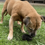 Kirby Pet Treats - Don't Be Boaring Boar Ears
