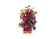 Kazoo Thin Leaf With Maroon Flower Combination Plant
