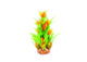 Kazoo Thin Leaf With Orange Flower Combination Plant