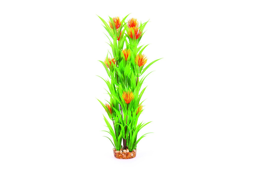 Kazoo Thin Leaf With Orange Flower Combination Plant