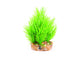 Kazoo Mini Plants Assorted