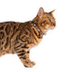 Pablo & Co Cat Collar The Aristocats