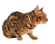 Pablo & Co Cat Collar Sunflowers