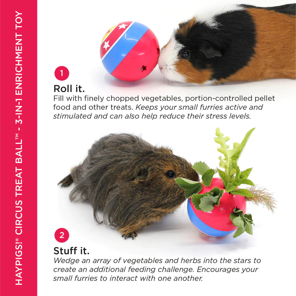 Guinea pig hay ball online