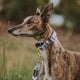 Stylish Hound Martingale Collar