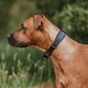 Stylish Hound Martingale Collar