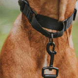 Stylish Hound Martingale Collar