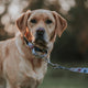 Stylish Hound Martingale Collar