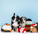 Zippy Paws - Squeakie Buddies (Santa, Reindeer, Snowman)