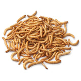 Minibeasts Mealworms