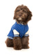 FuzzYard - The Letterman Jacket