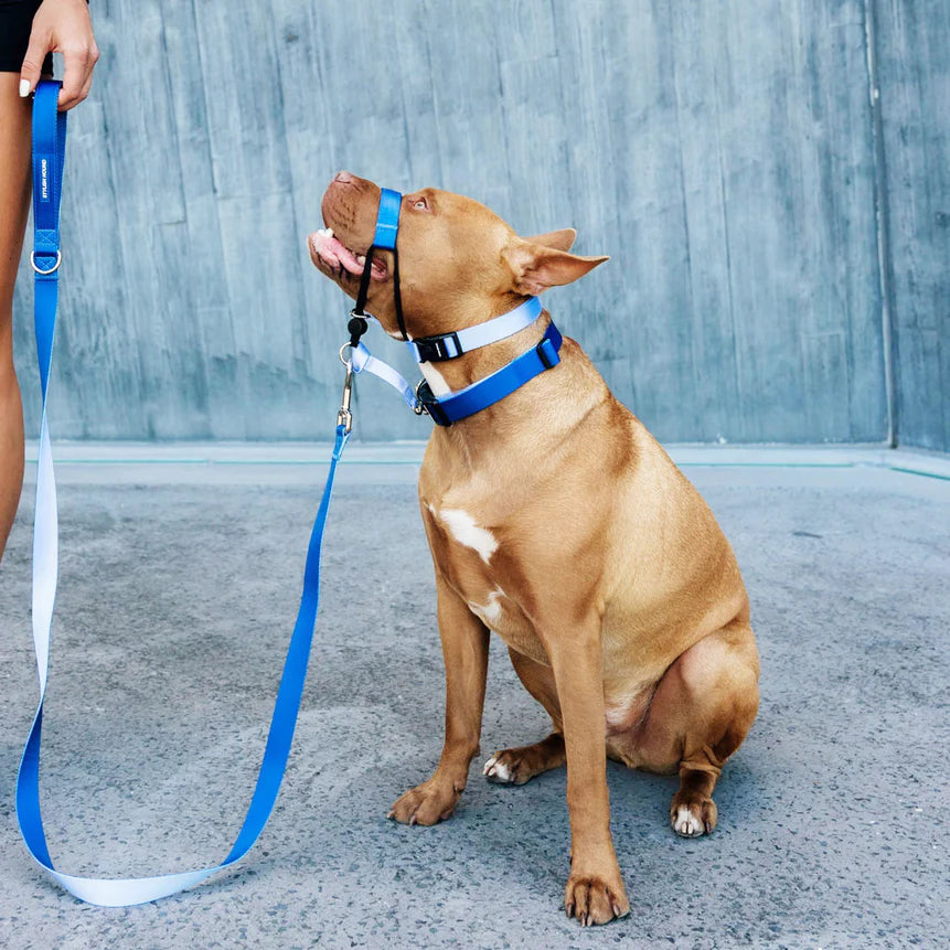 Stylish Hound Leash 2.5cm x 150cm