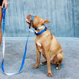 Stylish Hound Leash 2.5cm x 150cm