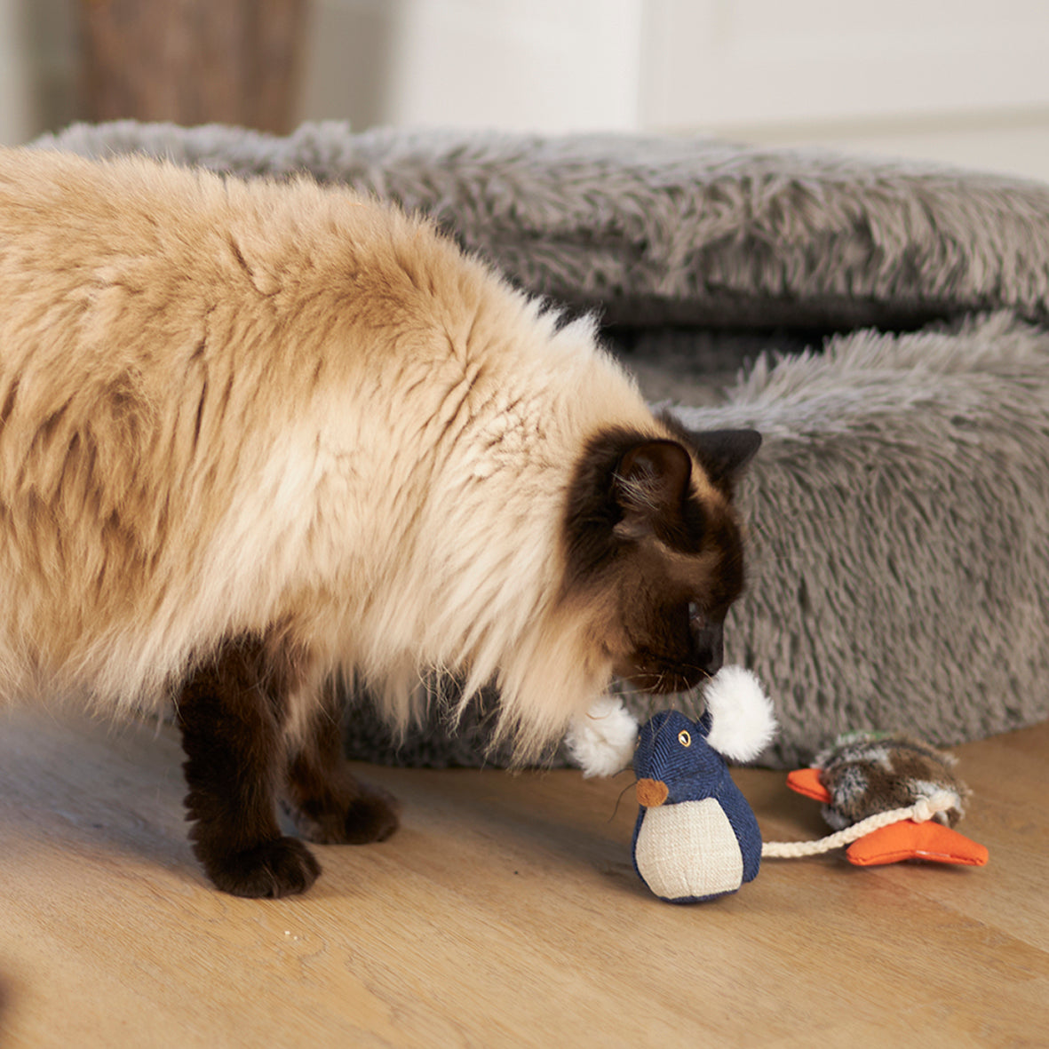 Big Ears Mouse Upmarket Pets Melbourne