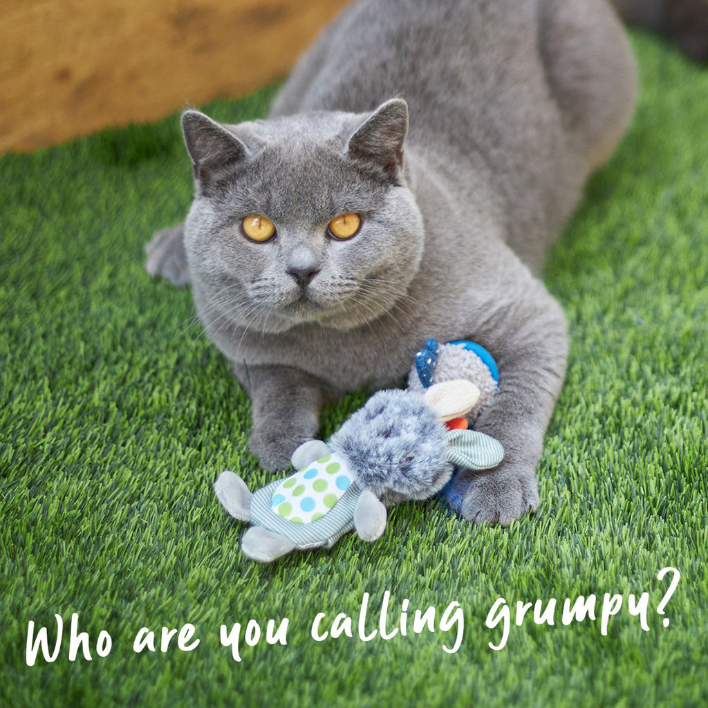 Grumpy Rabbit