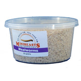 Minibeasts Mealworms