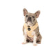 Pablo & Co Yellow Daisy Adjustable Harness