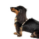 Pablo & Co Adjustable Harness Wiener Dog