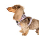 Pablo & Co Adjustable Harness Out of This World