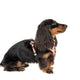Pablo & Co Adjustable Harness Peaches & Cream