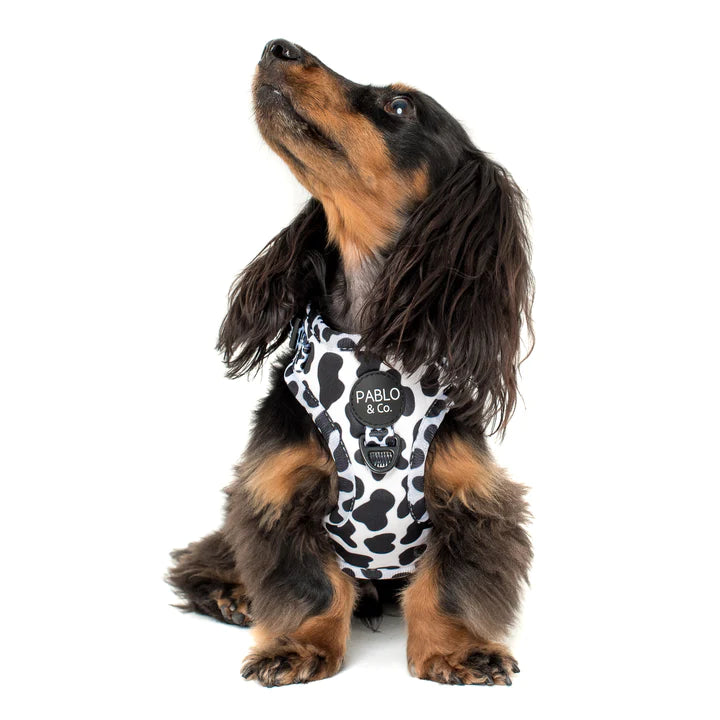 Pablo and co sales harness