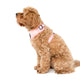 Pablo & Co Adjustable Harness Pink Zebra