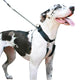 Sporn - Big Dog Halter XLarge