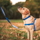 Stylish Hound Leash 2.5cm x 150cm