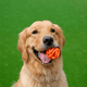 Chuckit! BREATHE RIGHT FETCH BALL Medium