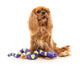 Dog Toy - William Snakespeare