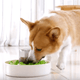 Upmarket Pets & Aquarium | SPIN Interactive dog slow feeder | Shop Pet Supplies Online