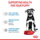 Royal Canin CCN Maxi Puppy Pouch 140g